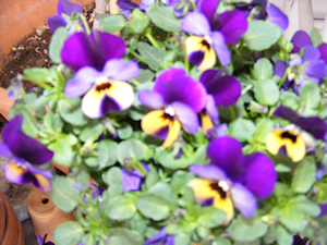 bloemen.jpg