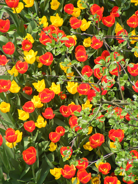 tuin5.jpg