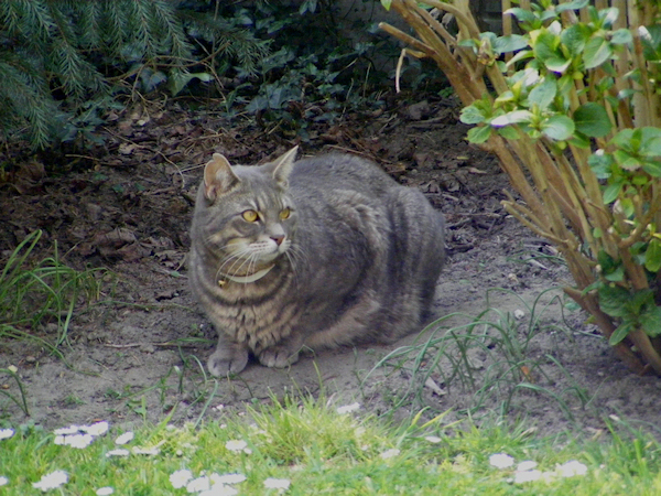 poes.jpg