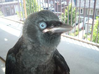 kraai3.jpg