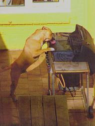 hond.jpg
