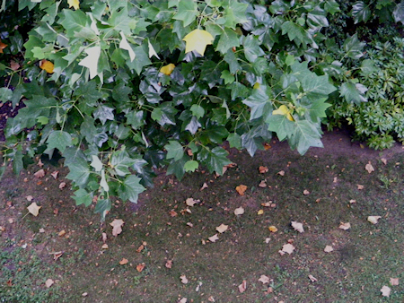 Image2a.jpg
