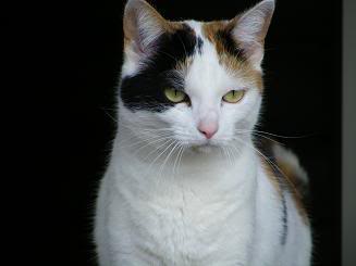 jb5kat.jpg
